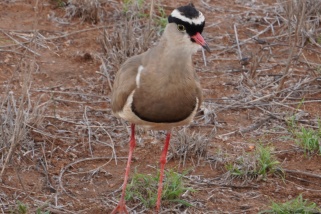 Vanellus coronatus - Kronenkiebitz